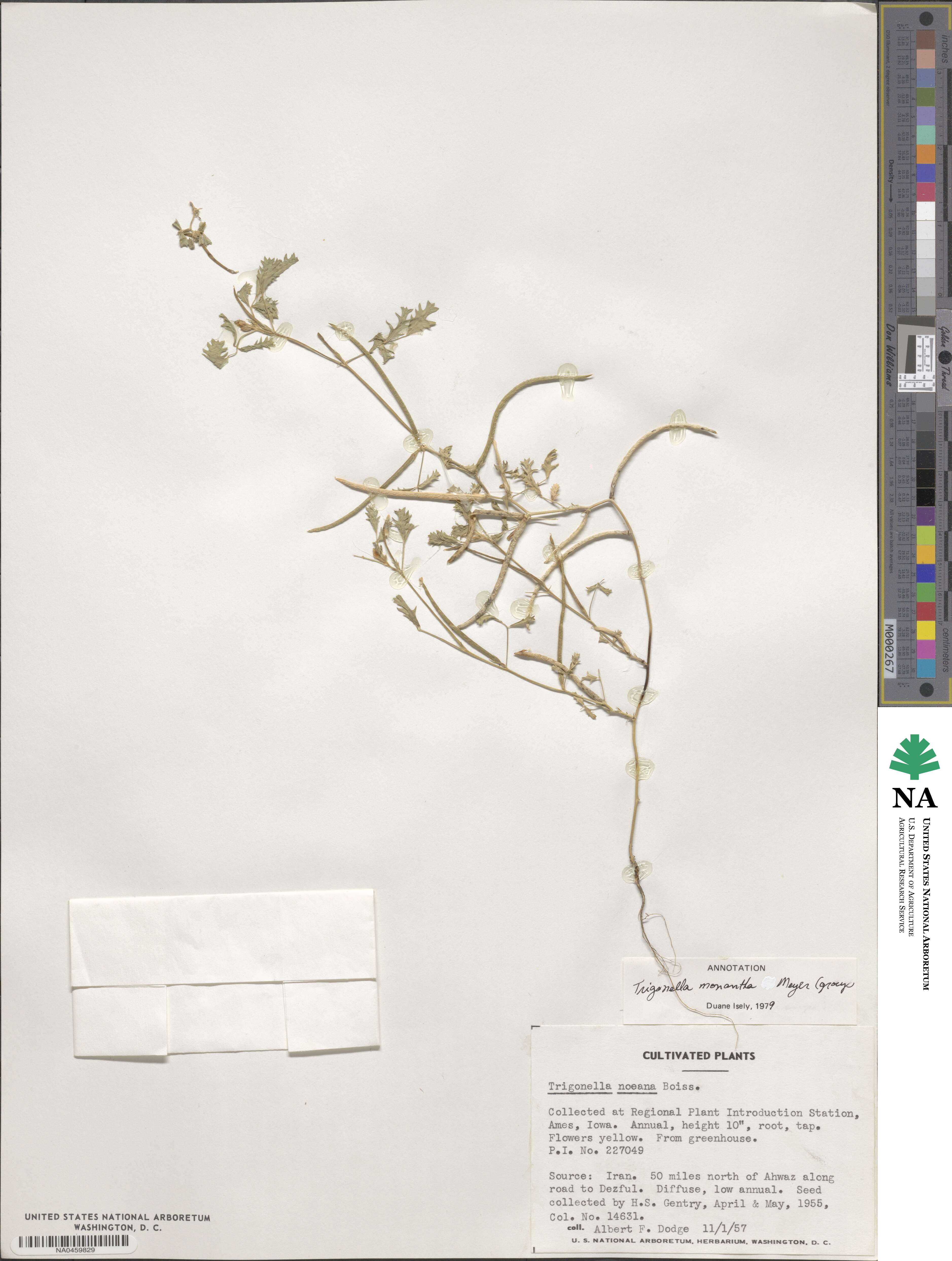 Medicago monantha image