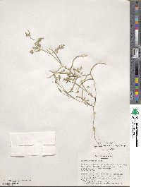 Medicago monantha image