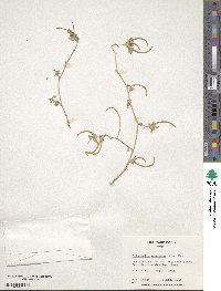 Medicago monantha image