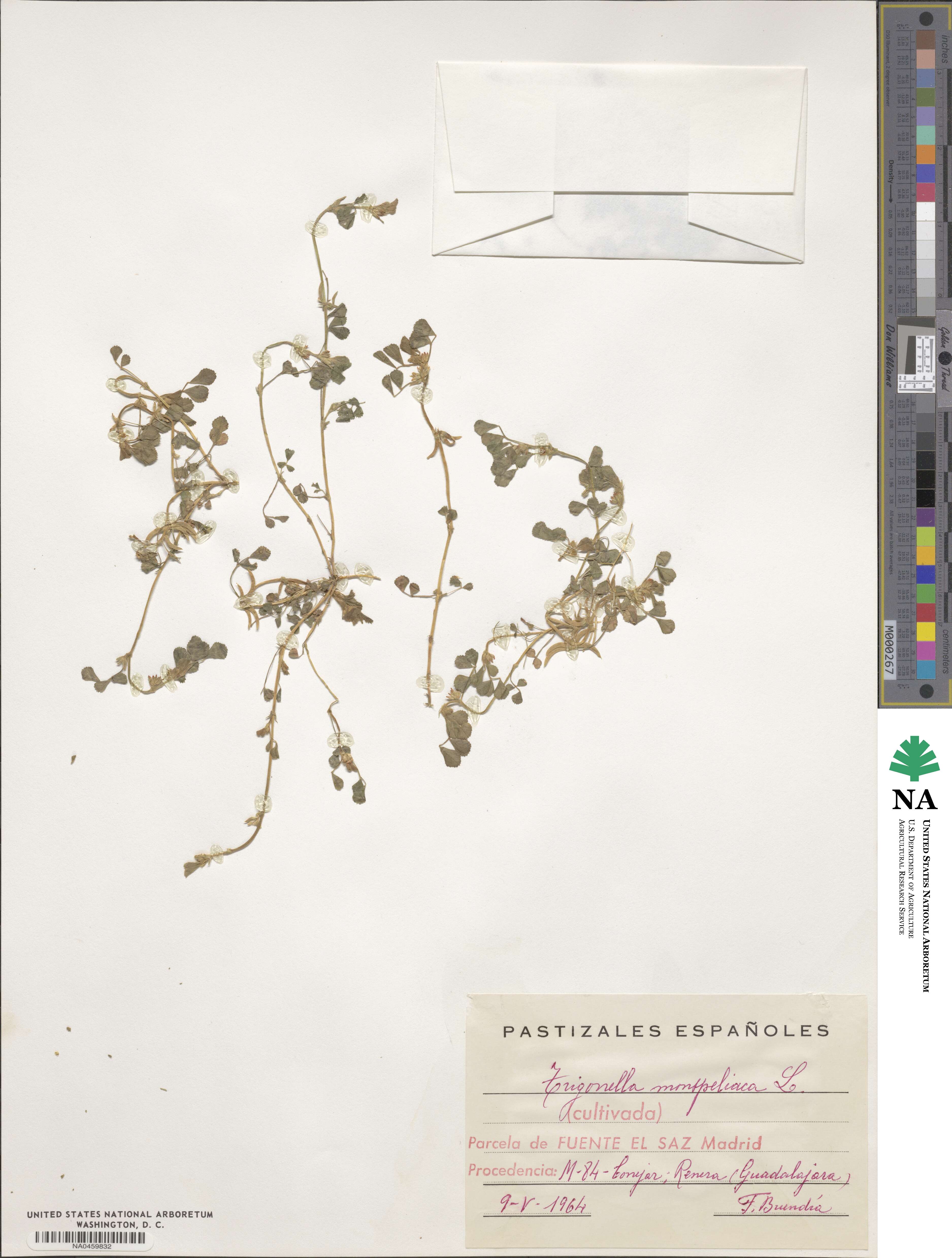 Medicago monspeliaca image
