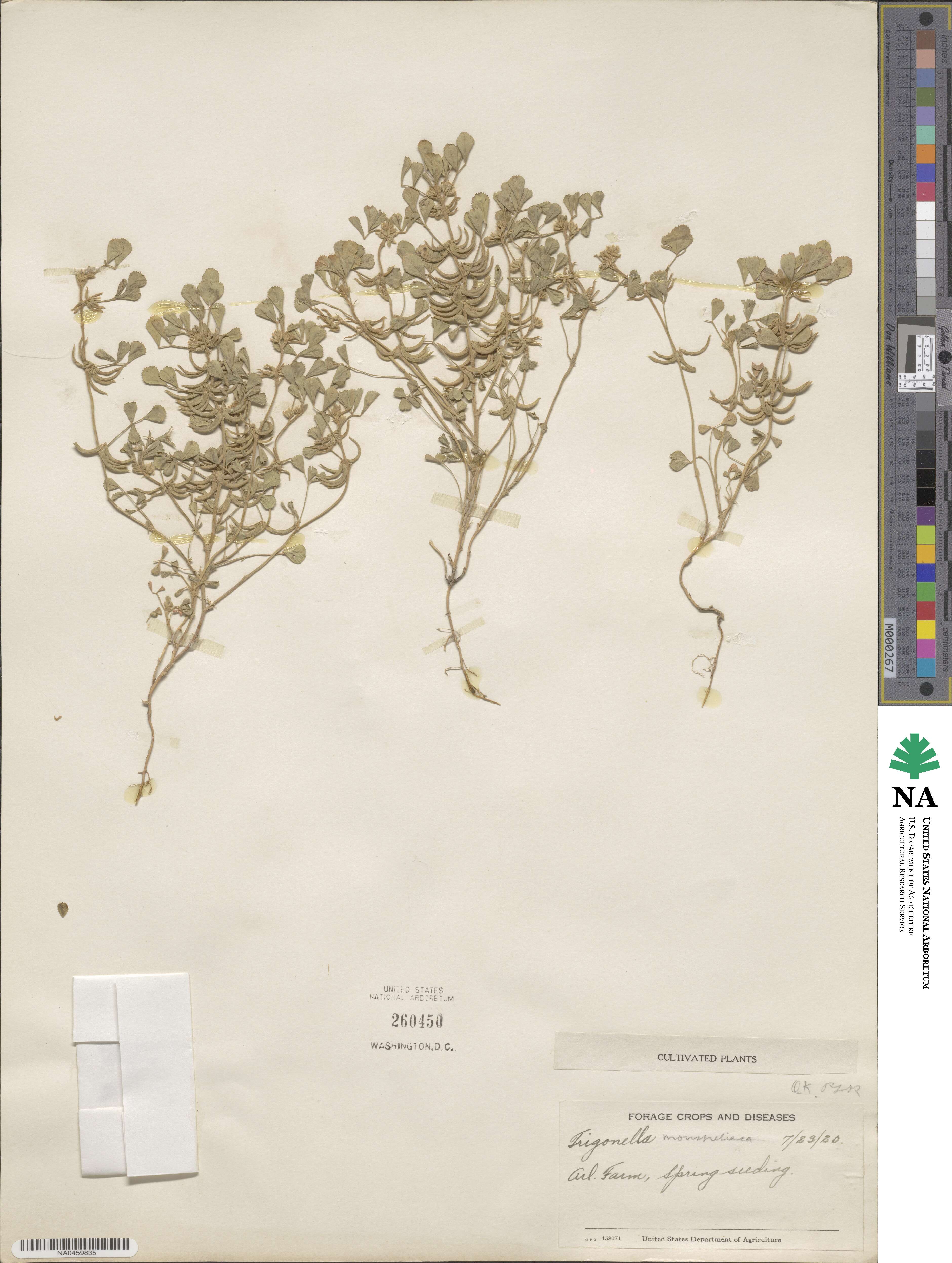 Medicago monspeliaca image