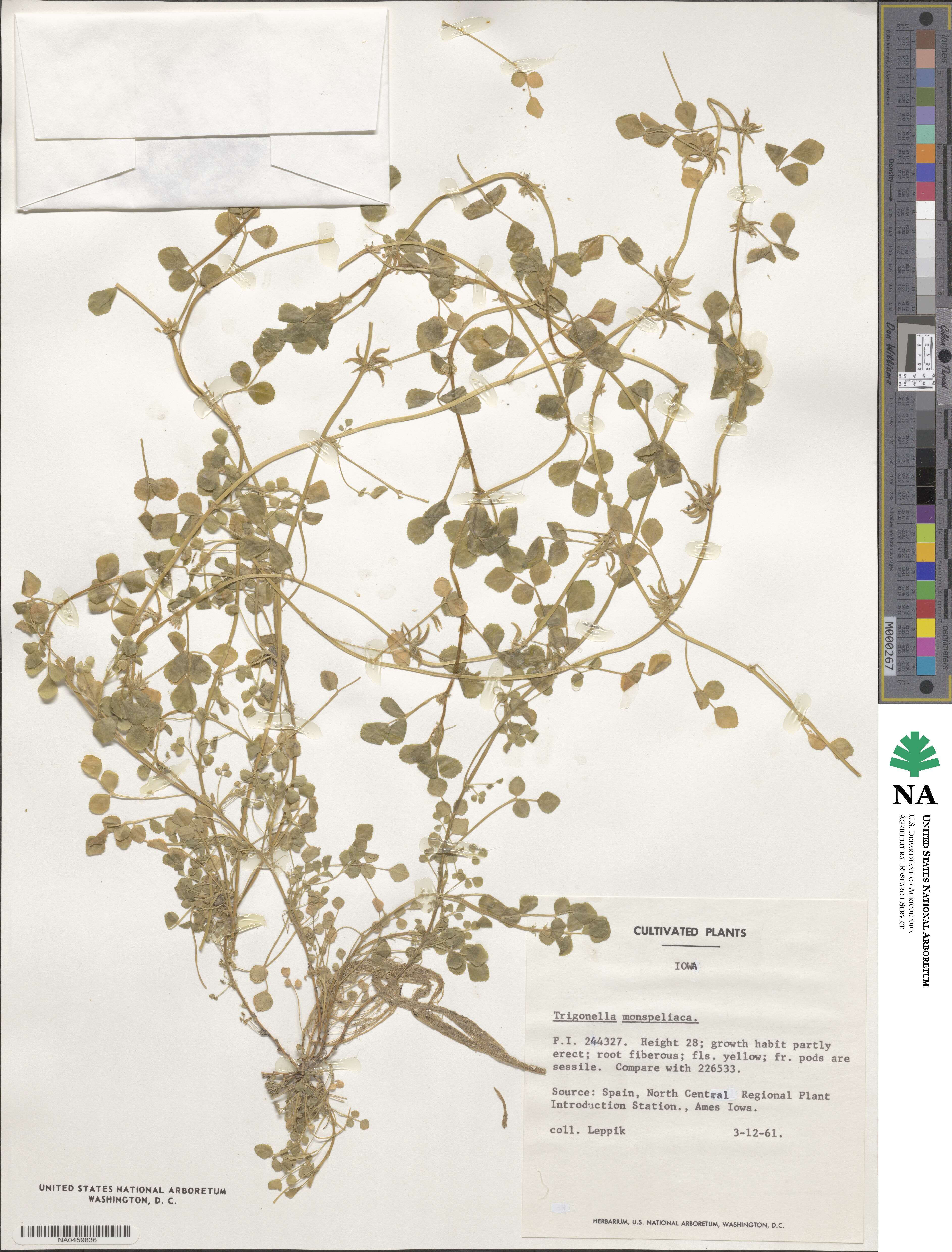 Medicago monspeliaca image