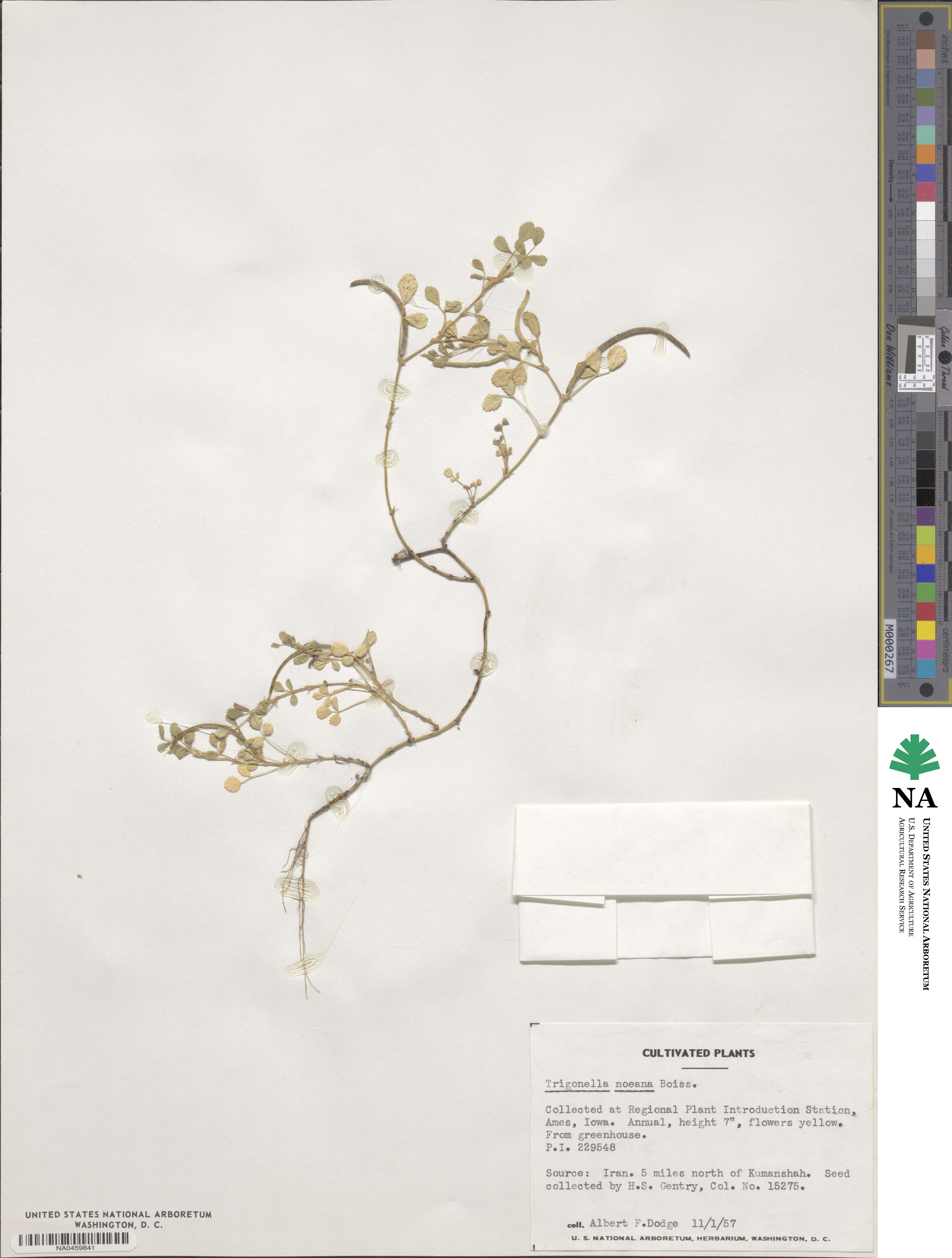 Medicago monantha image