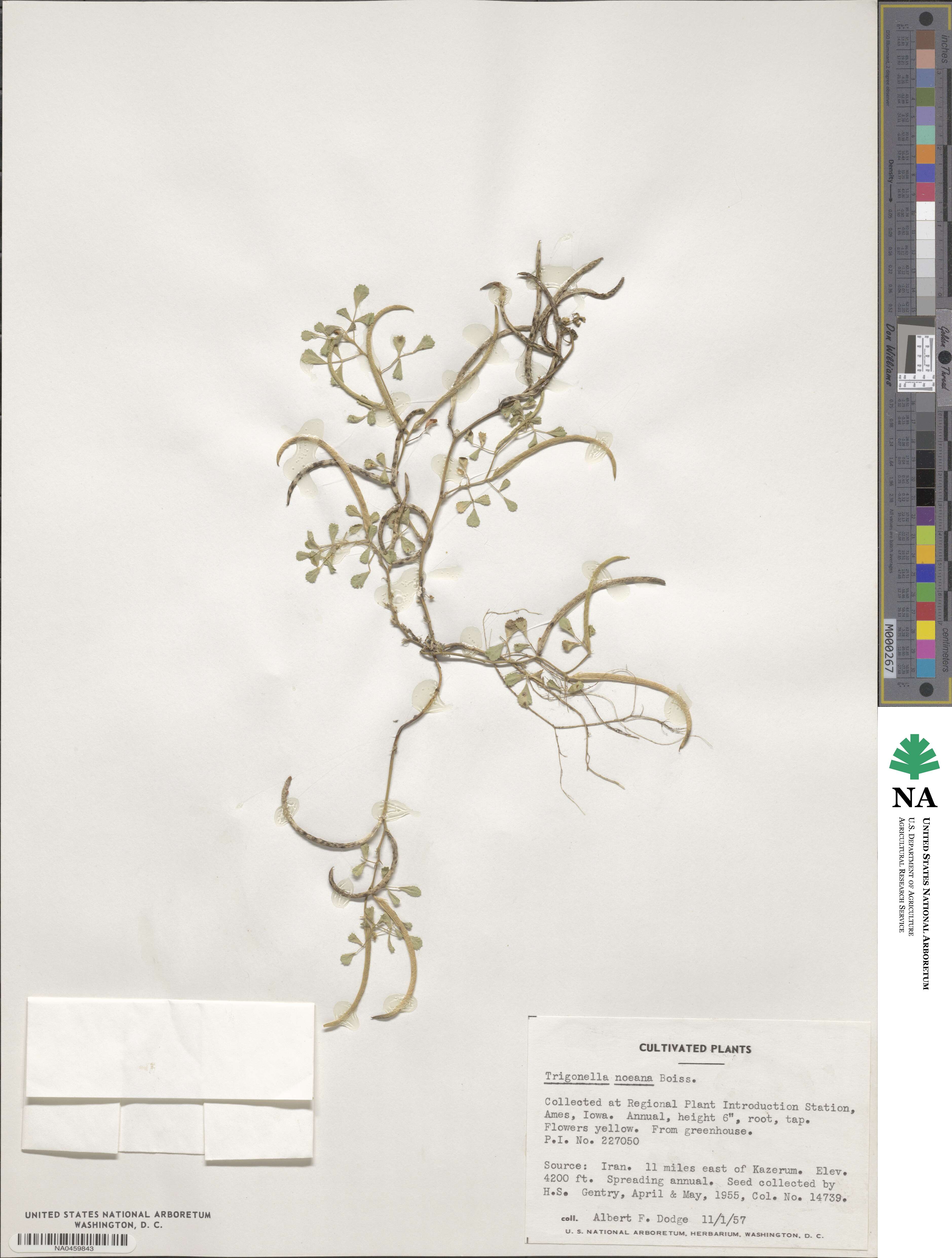 Medicago monantha image