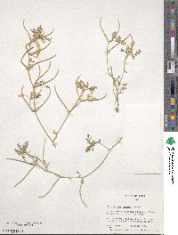 Medicago monantha image