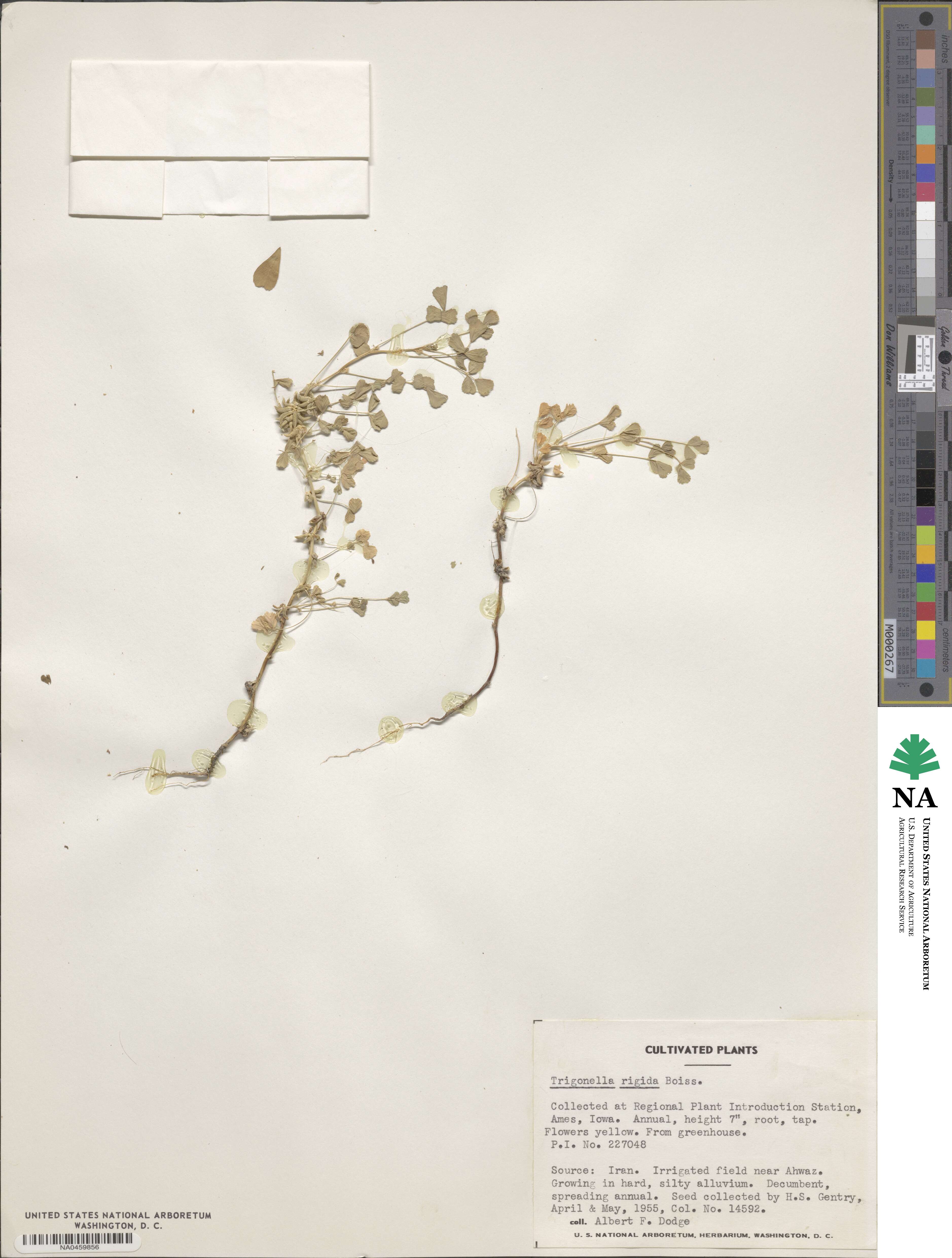 Medicago rigida image