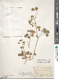 Medicago arabica image