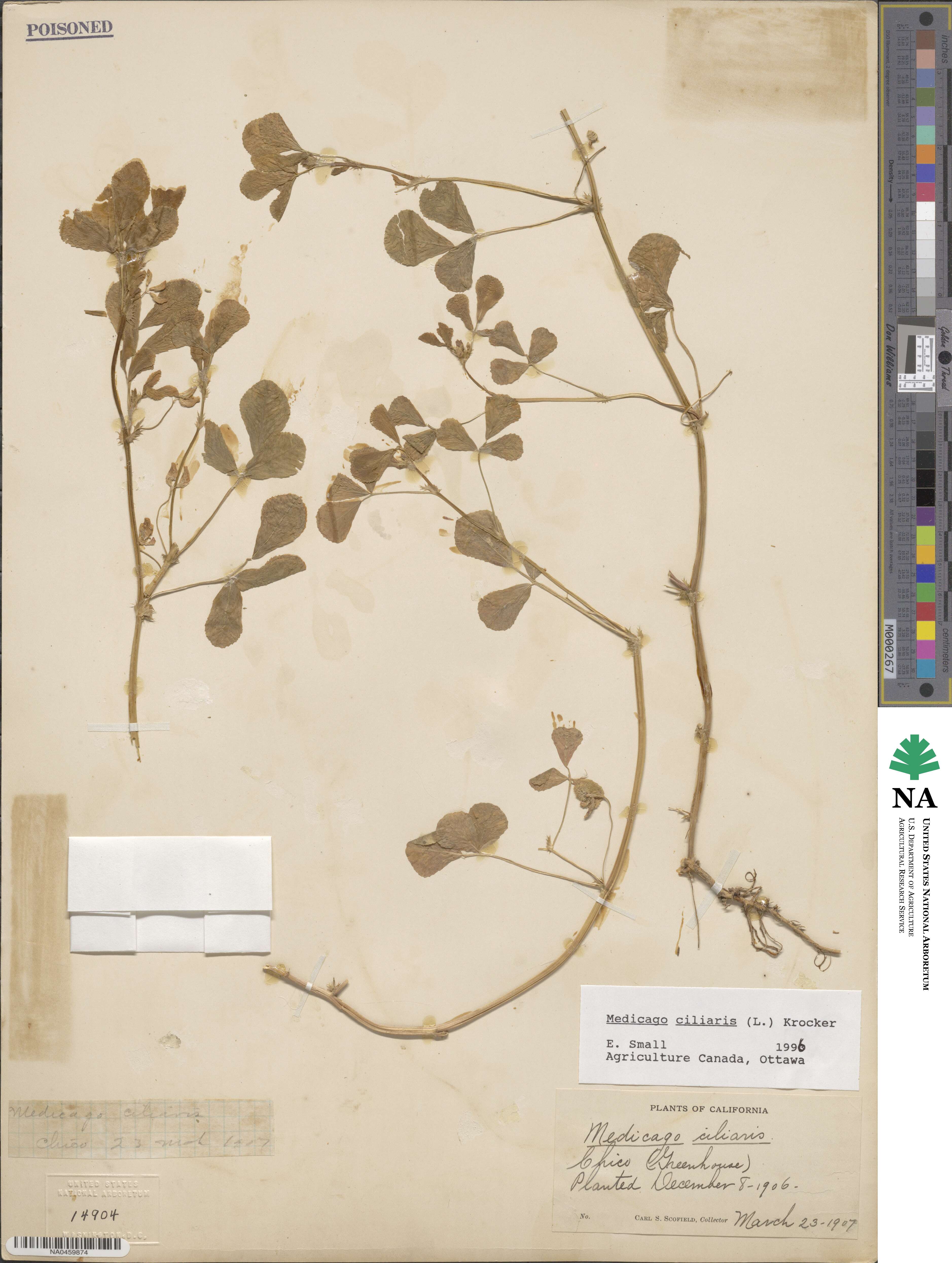 Medicago ciliaris image
