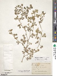 Medicago ciliaris image