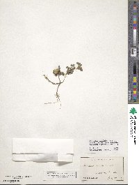 Medicago doliata image