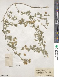 Medicago falcata image