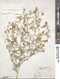 Medicago falcata image