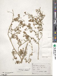 Medicago falcata image