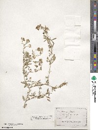 Medicago falcata image