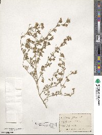 Medicago falcata image