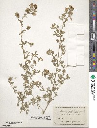 Medicago falcata image