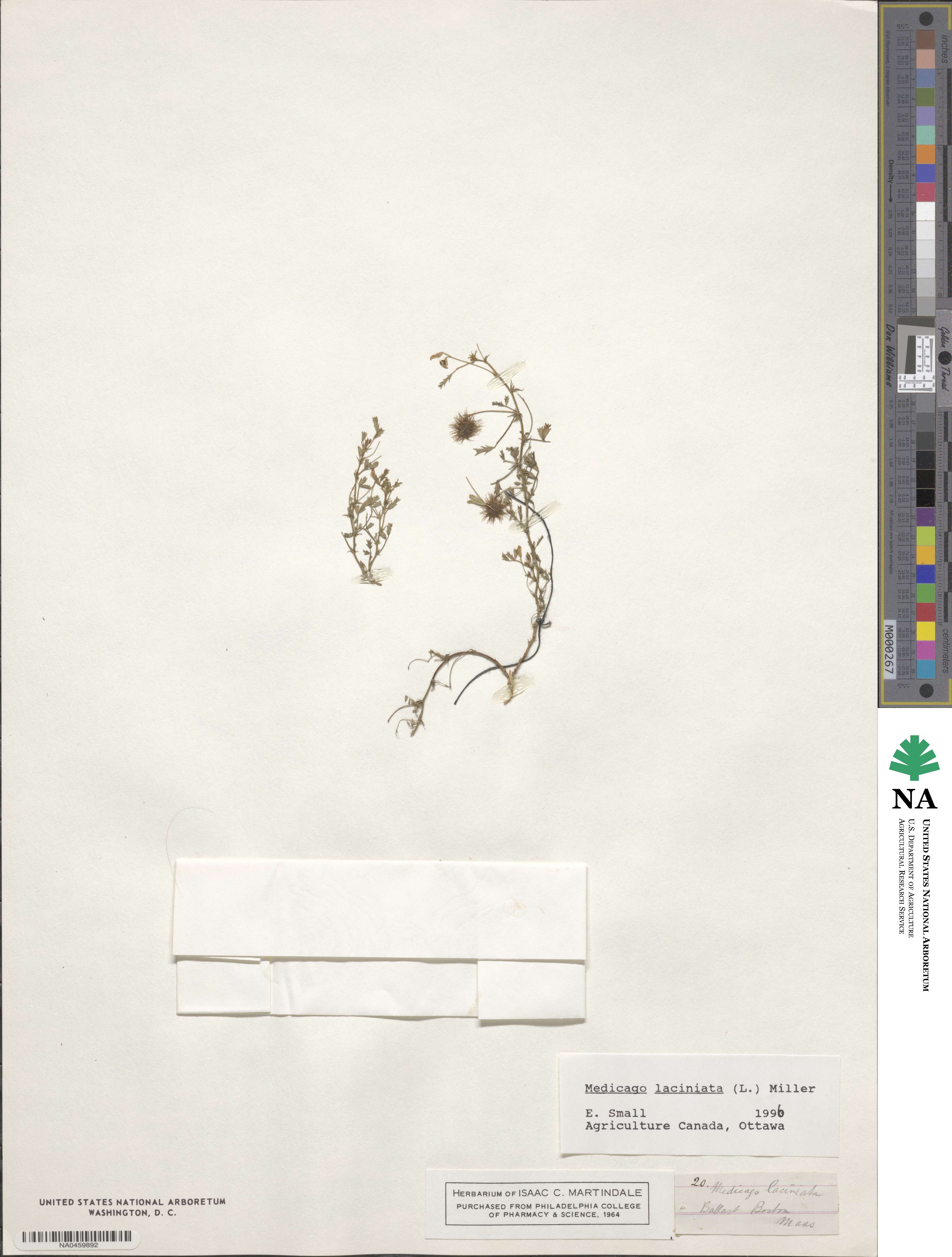Medicago laciniata image