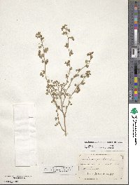 Image of Medicago littoralis