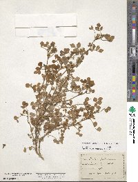 Medicago littoralis image