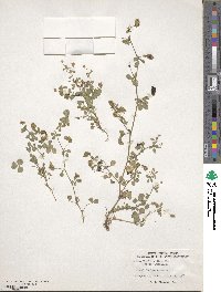 Medicago lupulina image