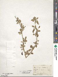 Medicago lupulina image