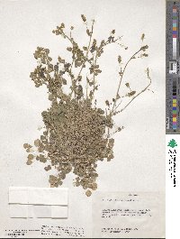 Medicago lupulina image