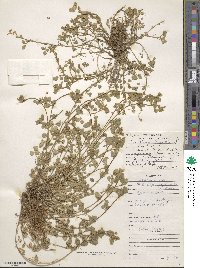 Medicago lupulina image