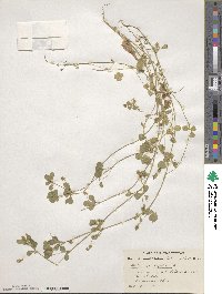 Medicago lupulina image