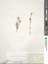 Medicago lupulina image