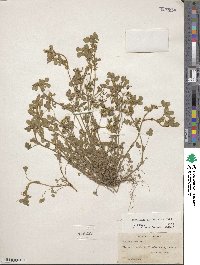 Medicago minima image