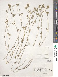 Medicago minima image