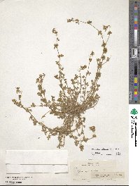 Medicago minima image