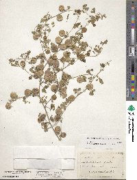 Image of Medicago orbicularis