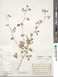 Medicago orbicularis image