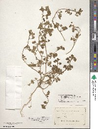 Medicago polymorpha image