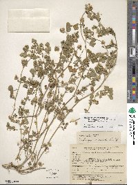 Medicago polymorpha image