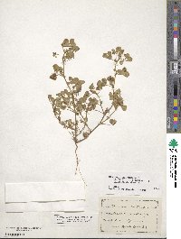 Medicago polymorpha image