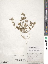 Medicago polymorpha image