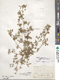 Medicago polymorpha image