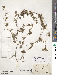 Medicago polymorpha image