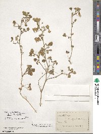 Medicago polymorpha image