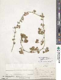 Medicago polymorpha image