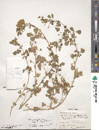 Medicago polymorpha image