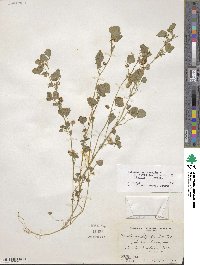 Medicago polymorpha image