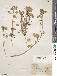 Medicago polymorpha image