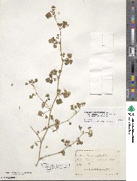 Medicago polymorpha image