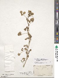 Medicago polymorpha image