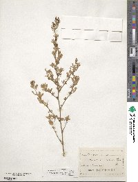 Medicago sativa image