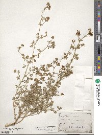 Medicago sativa image