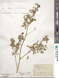 Medicago sativa image